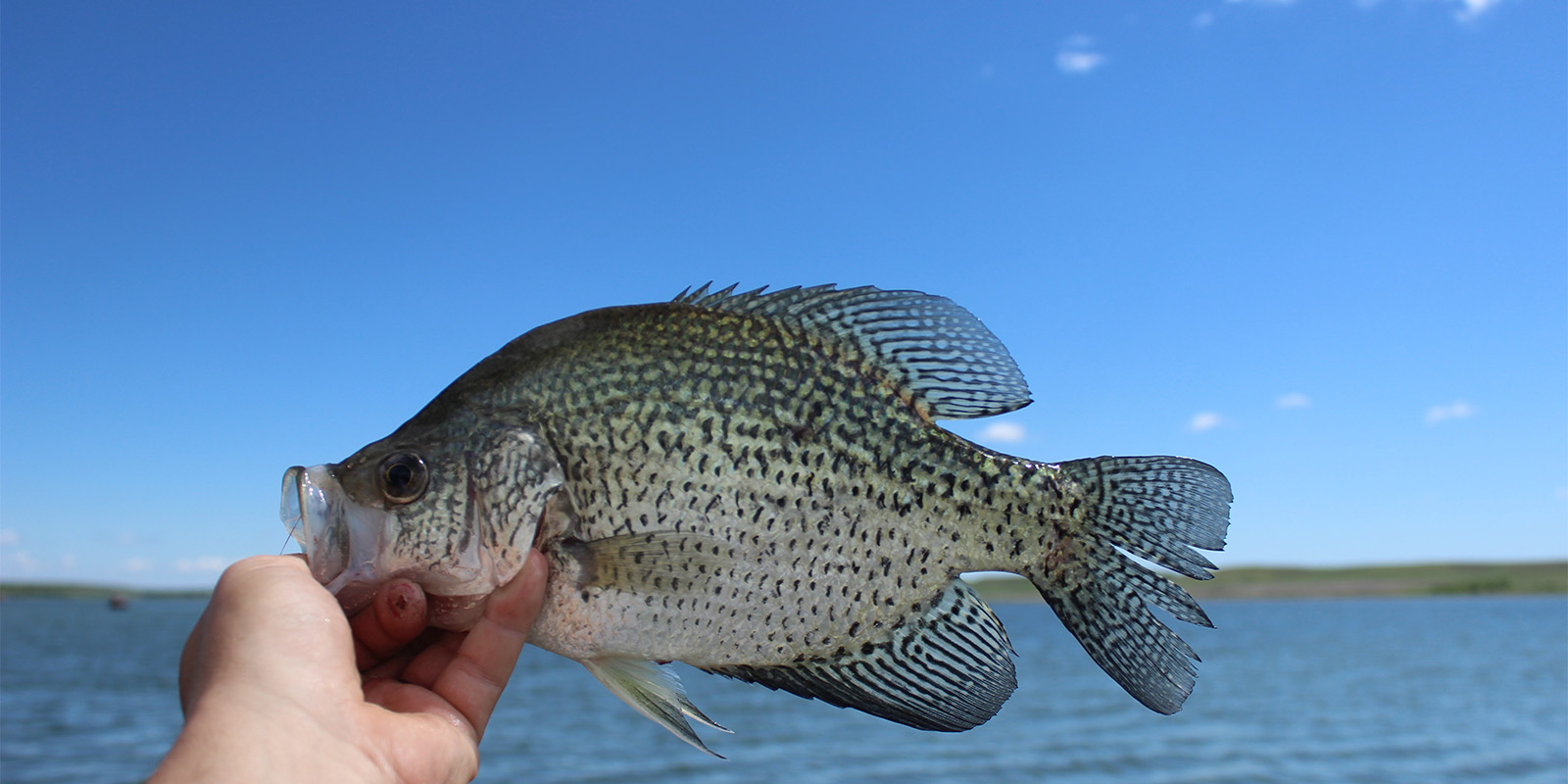 Crappie in Hand